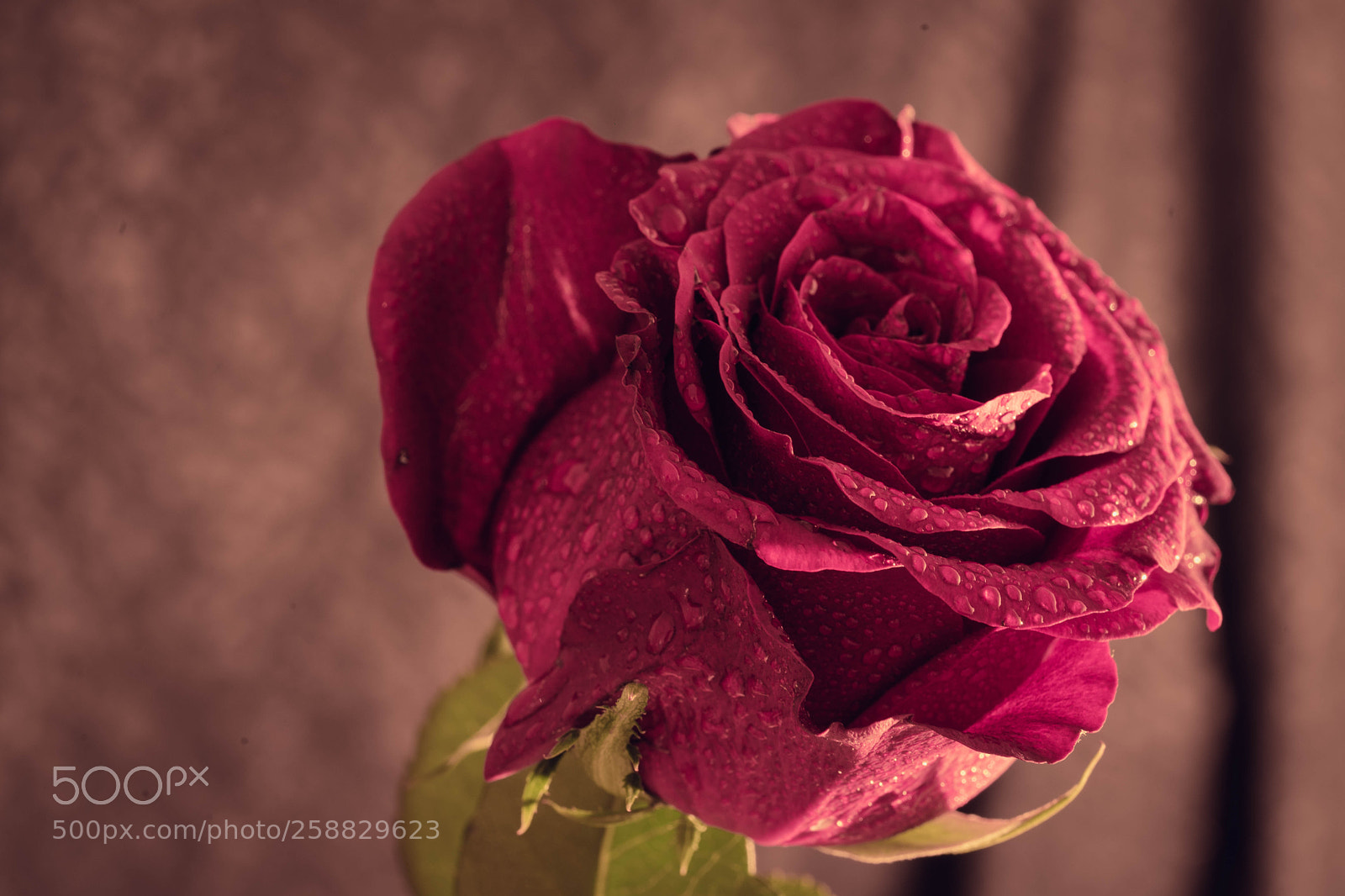 Sony a7 II sample photo. Rose photography