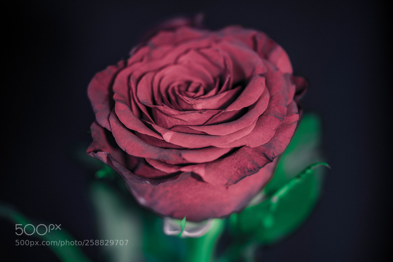 Sony a7 II sample photo. (of ) photography