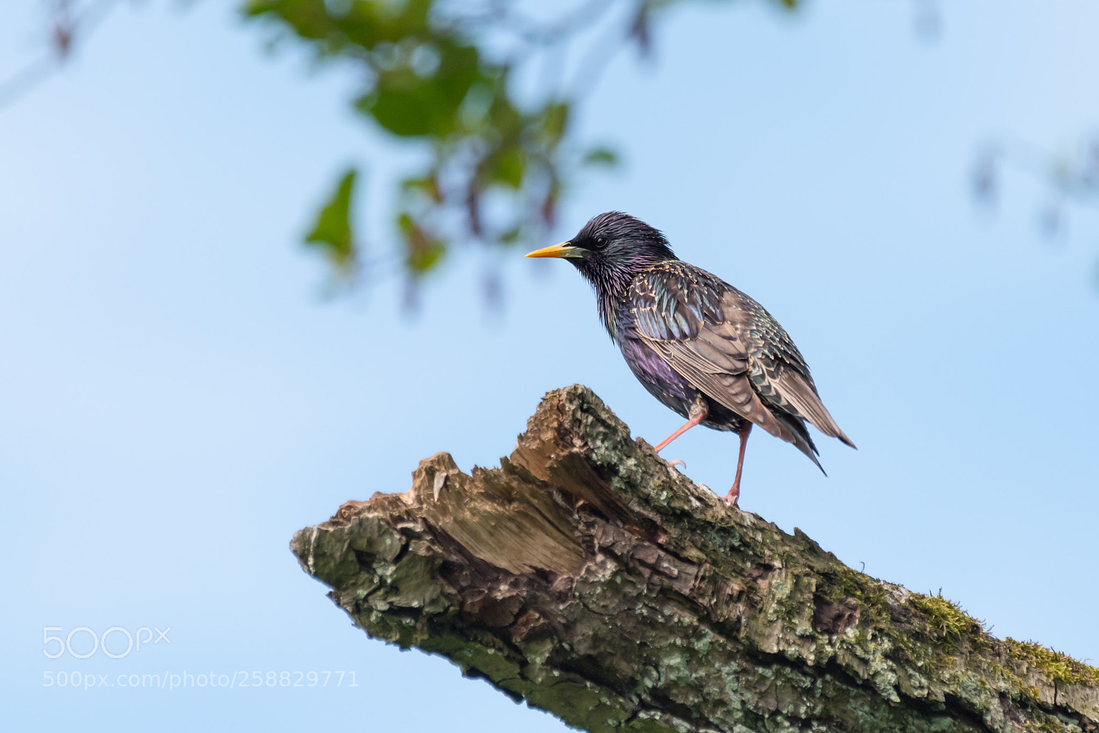 Nikon D750 sample photo. Common starling photography