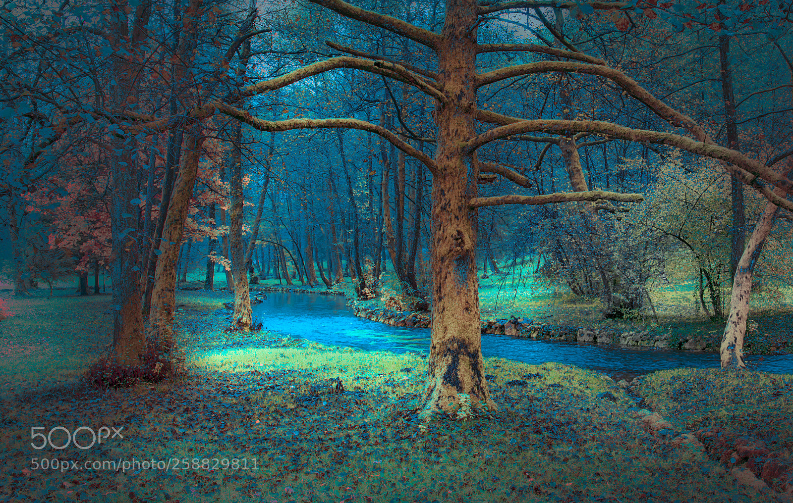 Nikon D610 sample photo. Trees near river photography