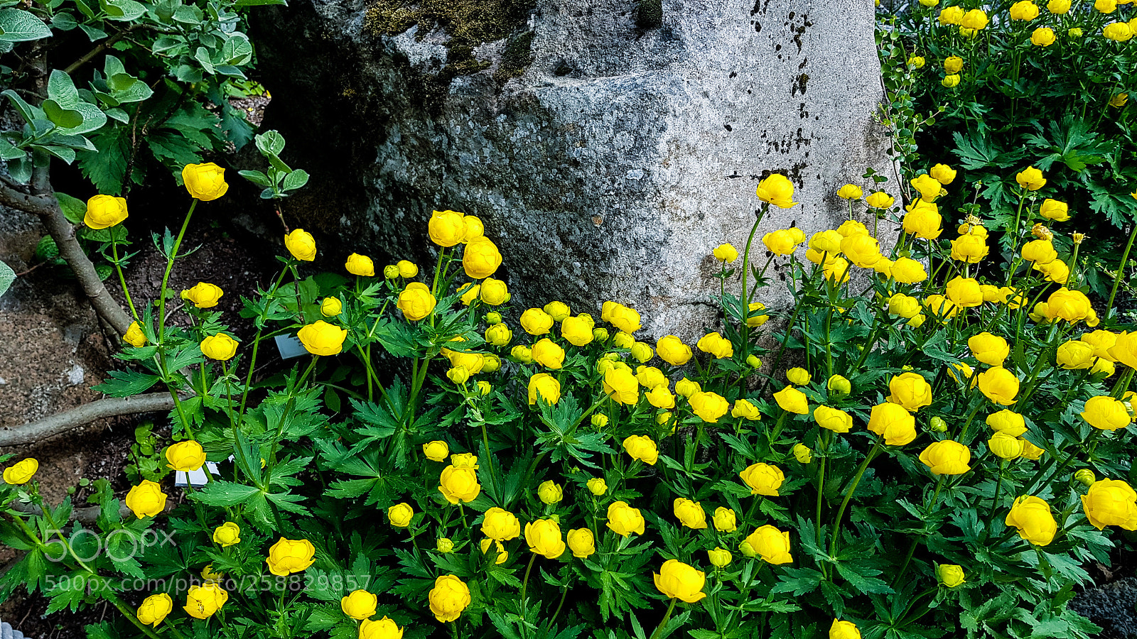 Samsung Galaxy S8 sample photo. Lots of yellow flowers photography