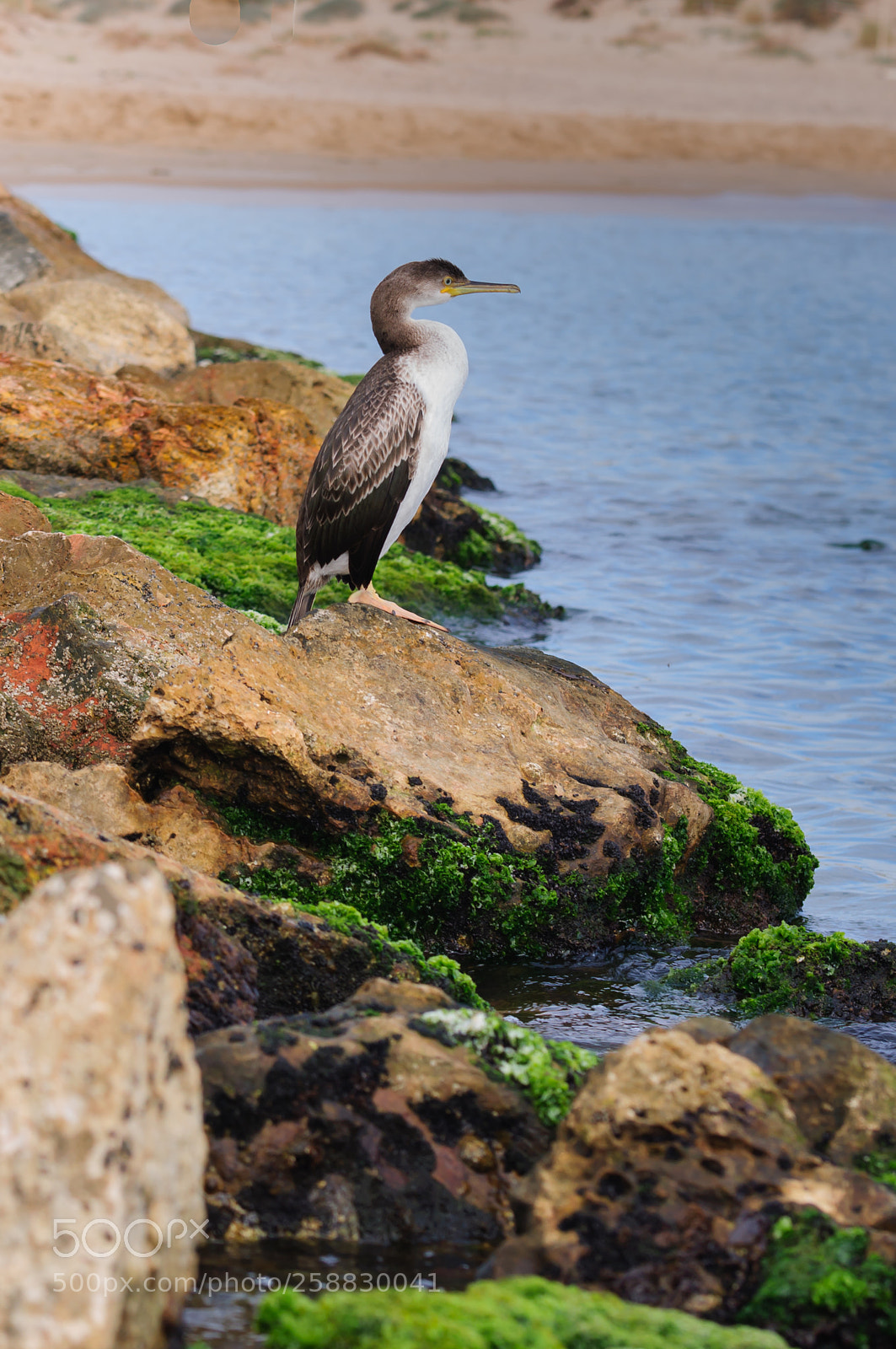 Nikon D90 sample photo. Cormorant at the mouth photography