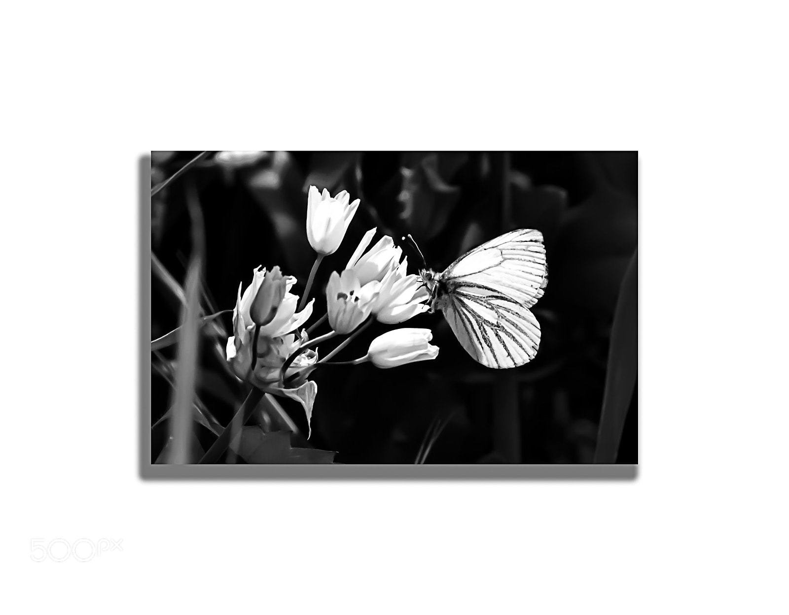 Nikon D7200 sample photo. Spring in b & w. photography