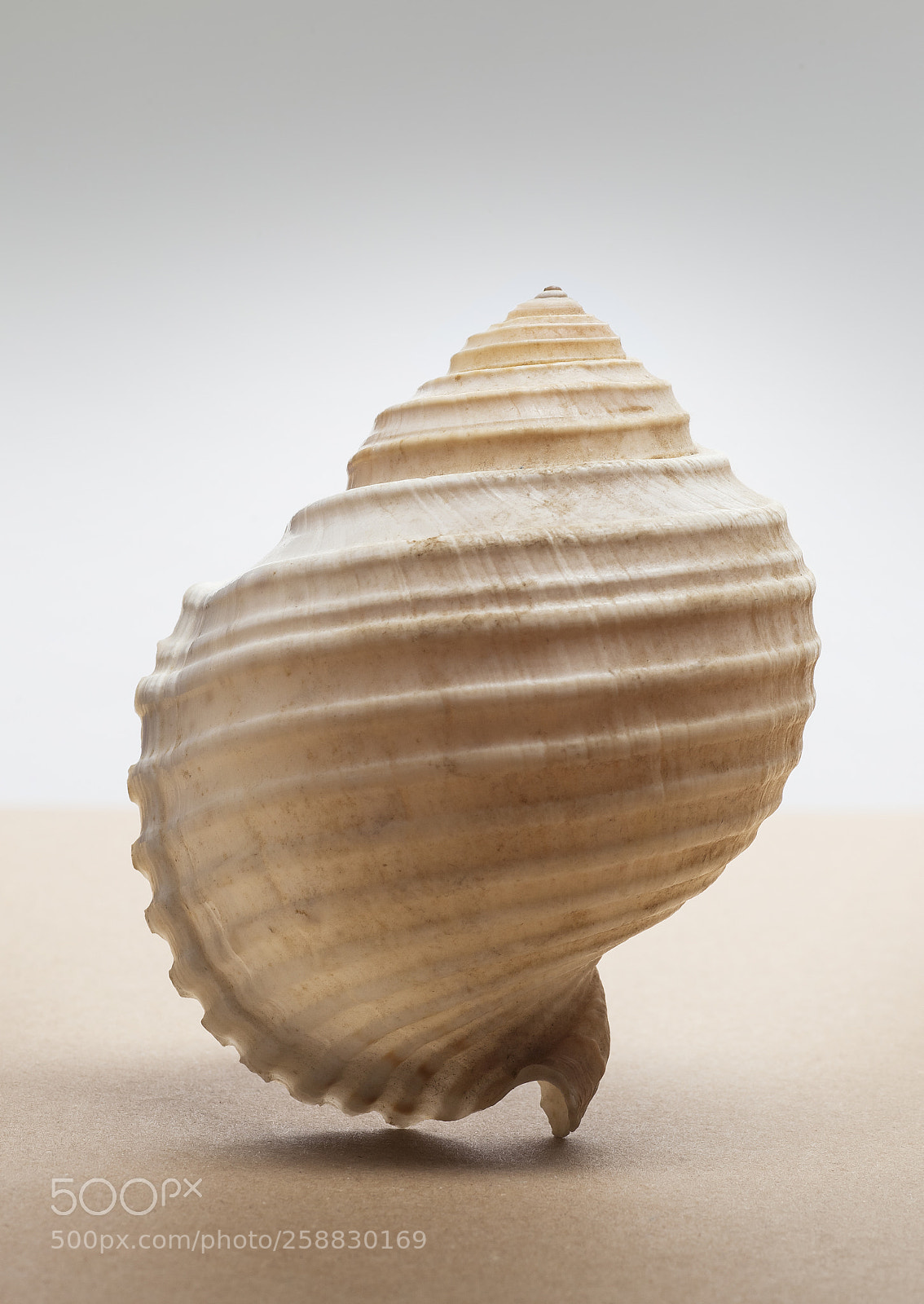 Canon EOS 5D Mark II sample photo. Standing shell. photography