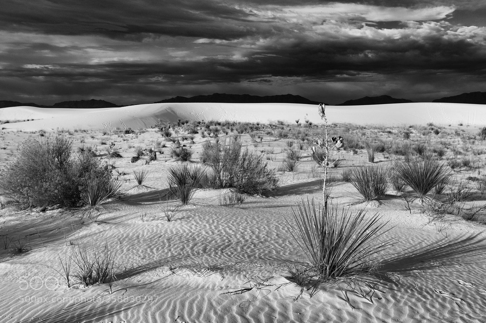 Canon EOS 5D Mark IV sample photo. Desert life photography