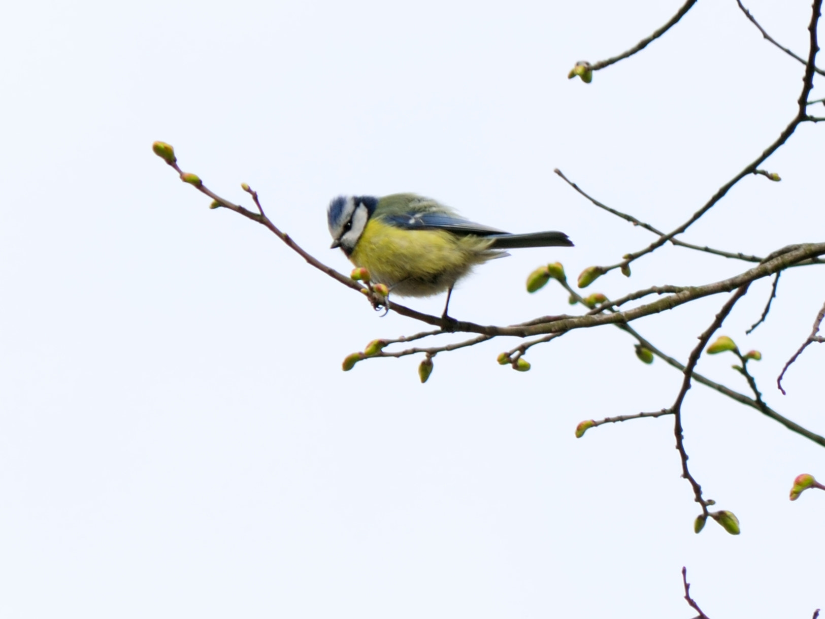 Nikon D5300 + Nikon AF-S DX Nikkor 55-200mm F4-5.6G VR sample photo. Blue tit photography