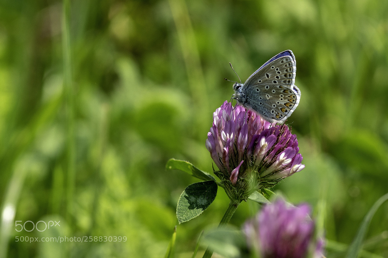 Sony ILCA-77M2 sample photo. Plebeius argus photography