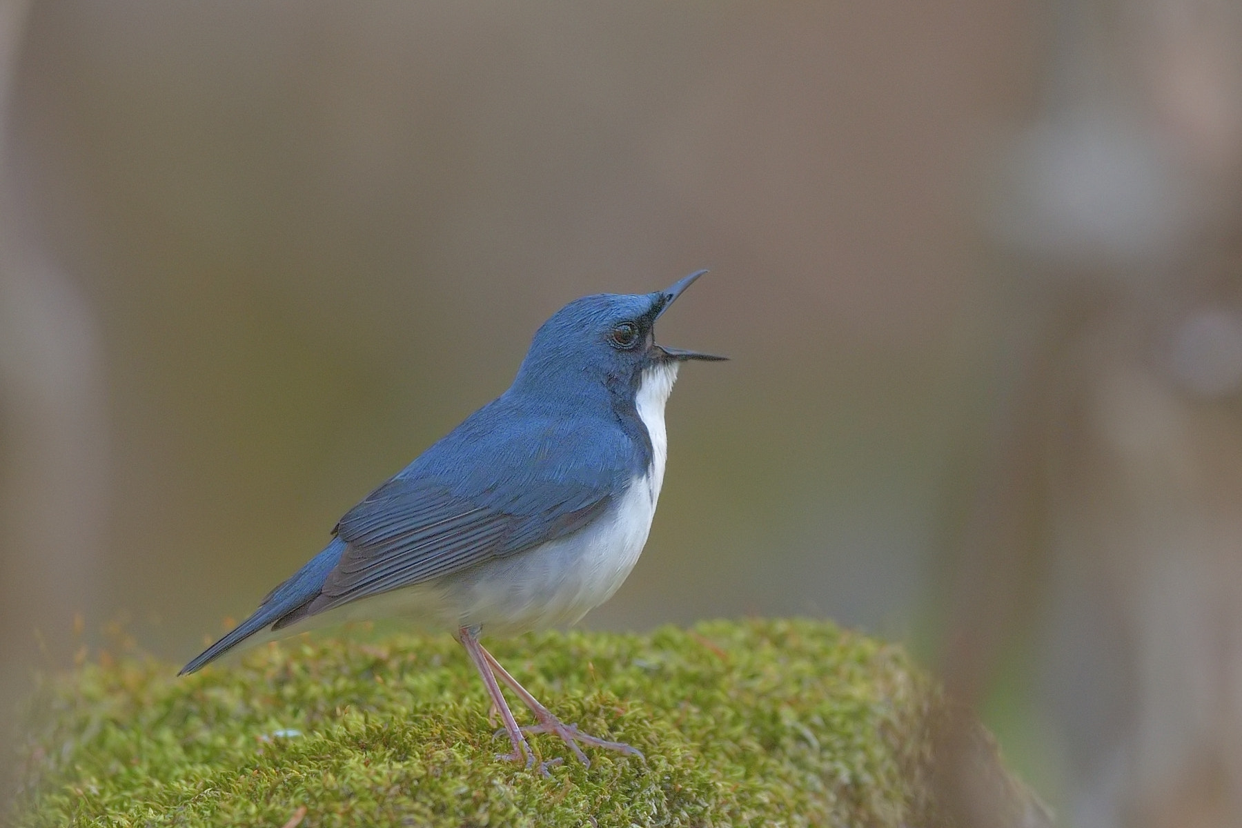 Nikon AF-S Nikkor 600mm F4E FL ED VR sample photo. Siberian blue robin photography
