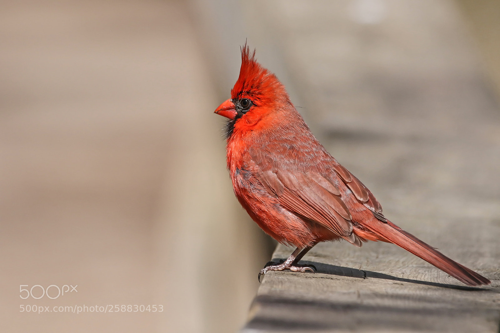 Canon EOS 7D Mark II sample photo. Merci photography
