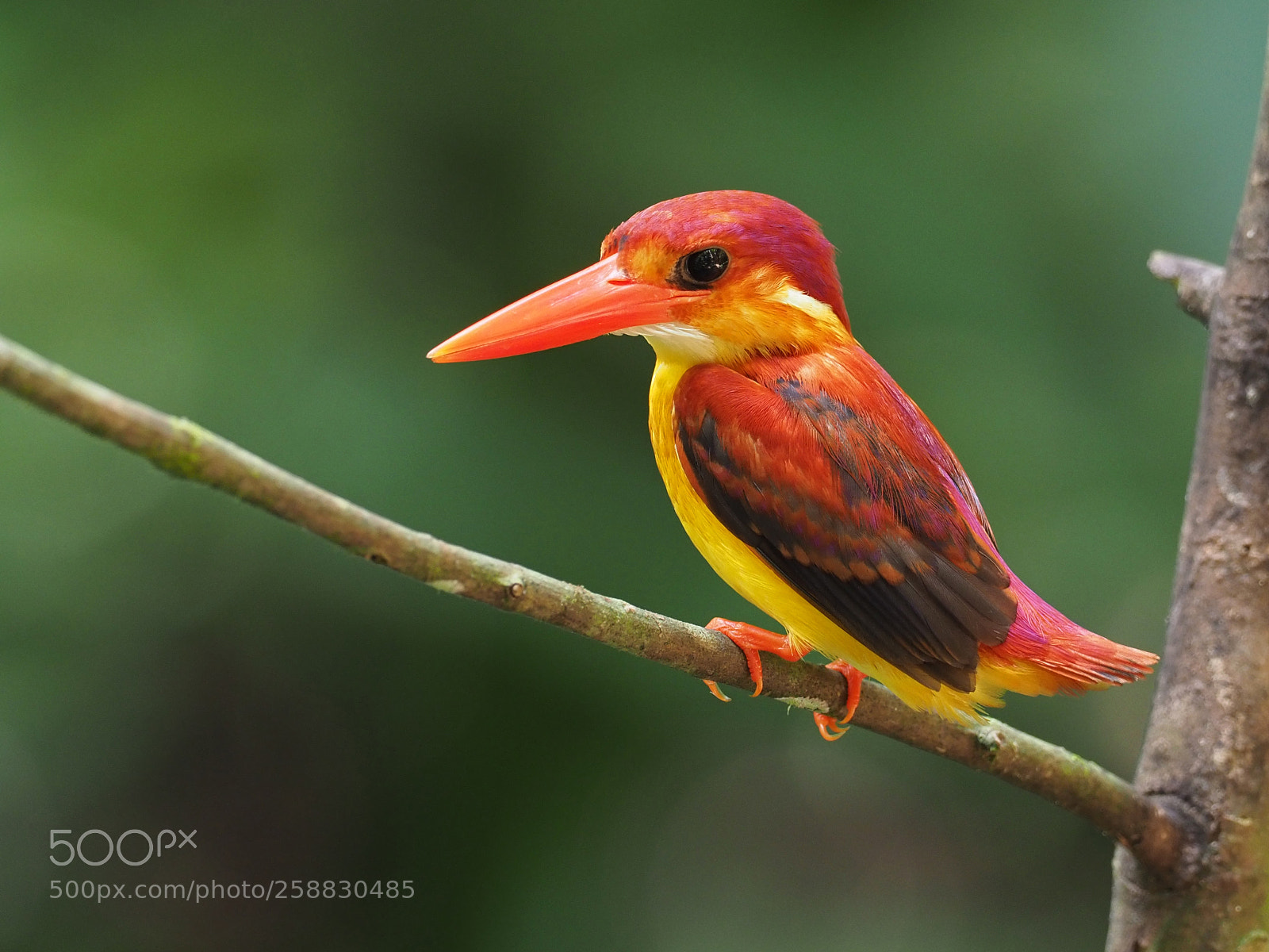 Olympus OM-D E-M1 Mark II sample photo. Rufous-backed kingfisher photography