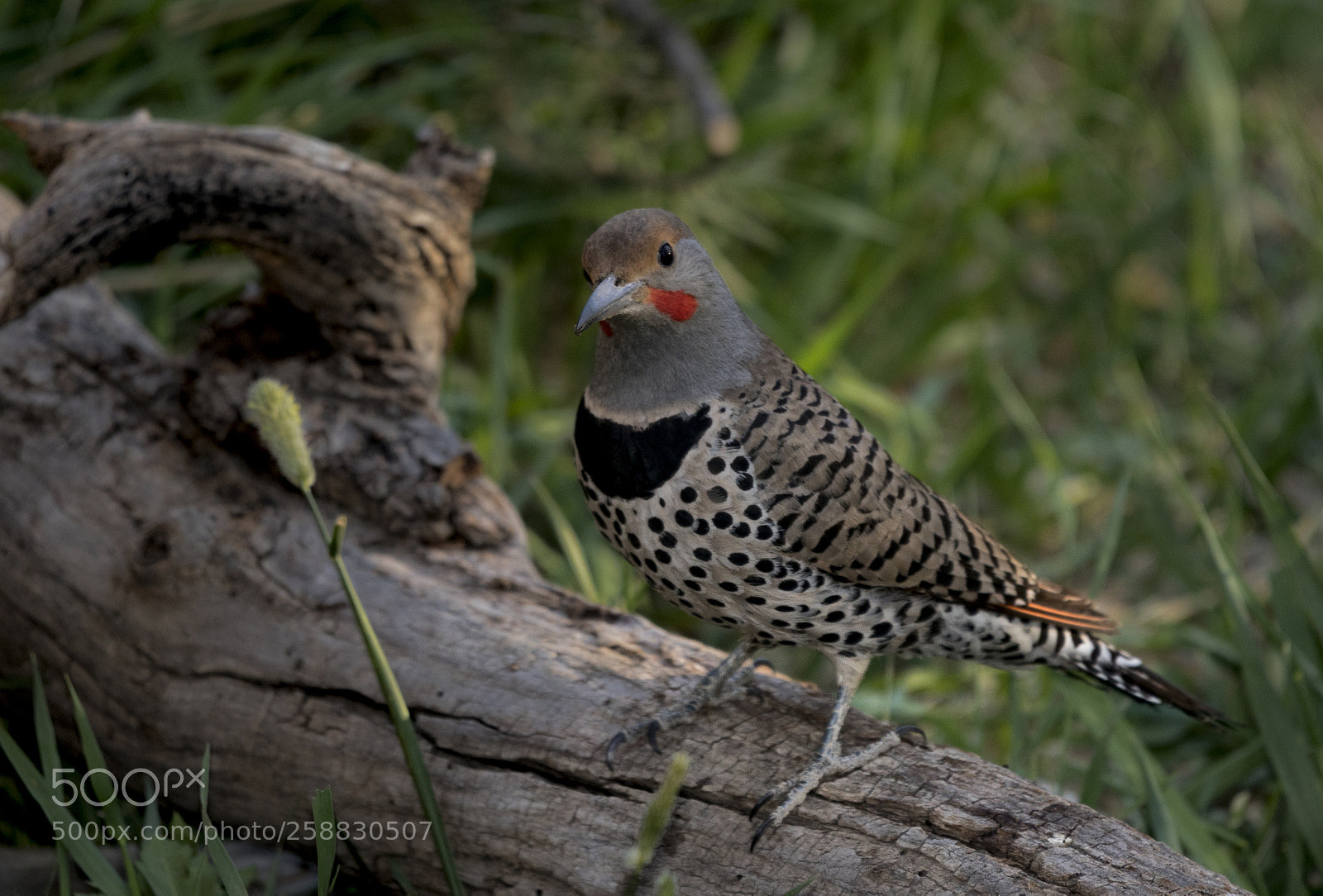 Canon EOS 5D Mark IV sample photo. Northern flicker photography