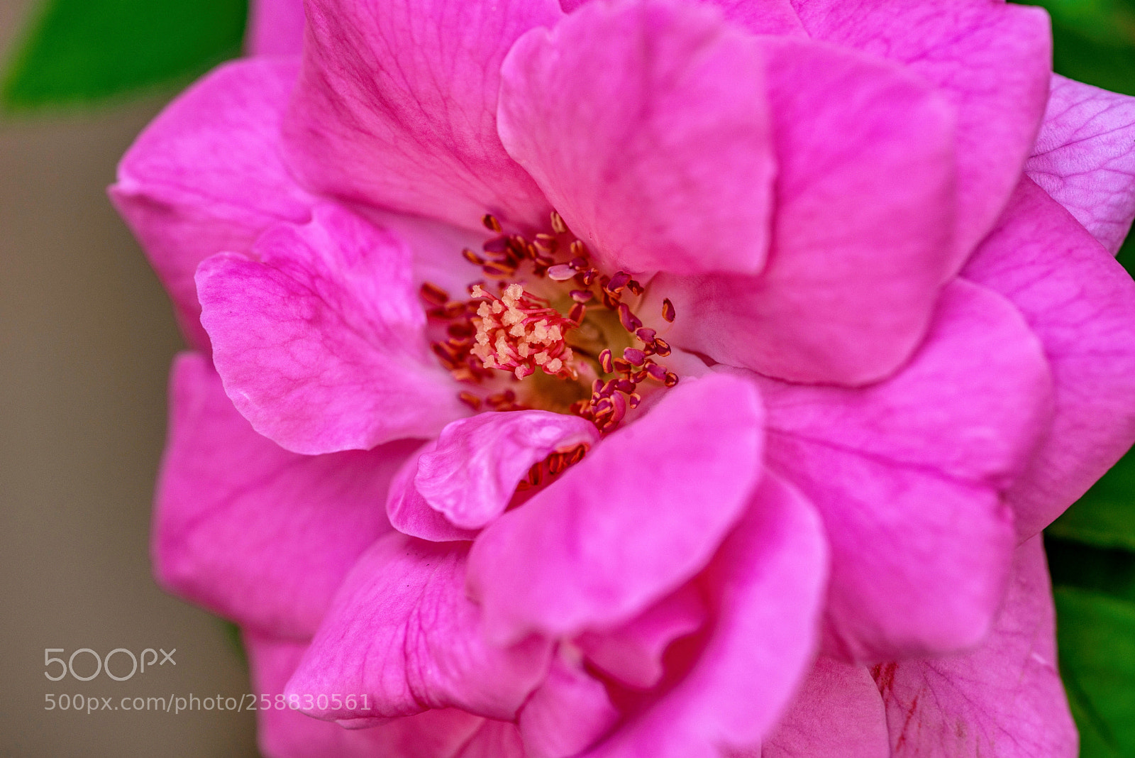 Nikon D610 sample photo. Tickled pink photography