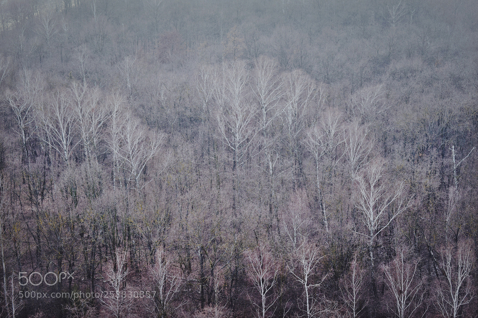 Nikon D5300 sample photo. Bald winter photography