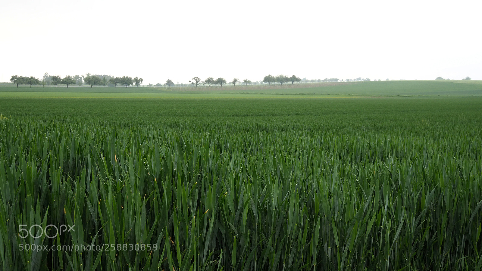 Olympus OM-D E-M10 III sample photo. Fields of green under photography