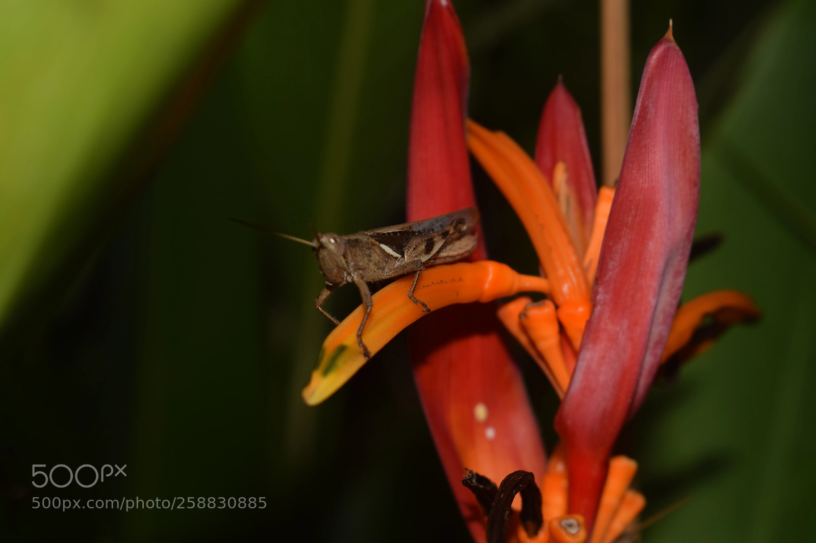 Nikon D3300 sample photo. Untitled photography