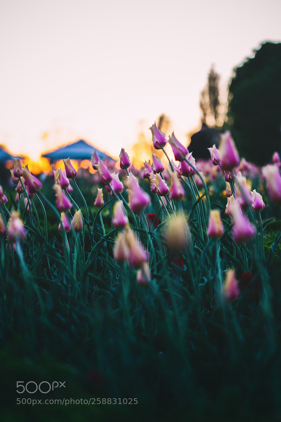 Canon EOS 6D sample photo. Field of tulips photography