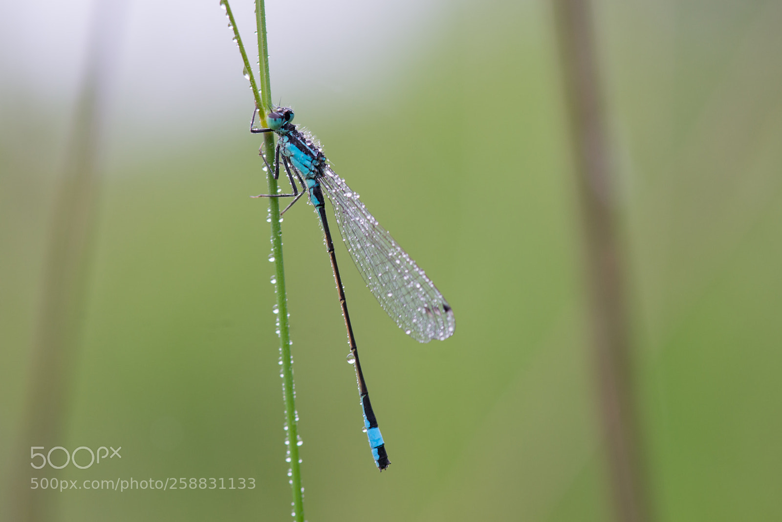 Nikon D800 sample photo. Lady's drops photography
