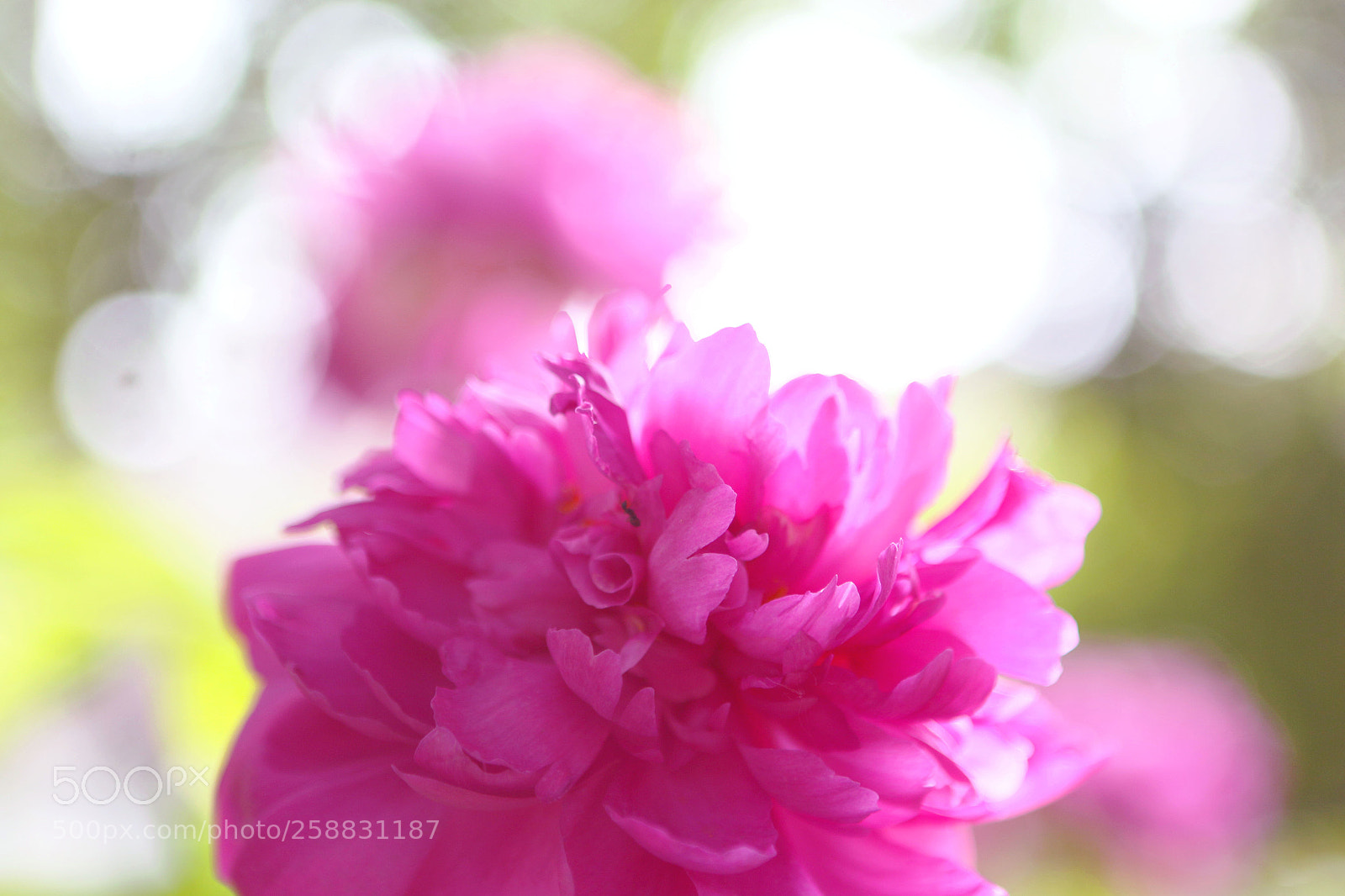 Canon EOS 70D sample photo. Chinese peony photography