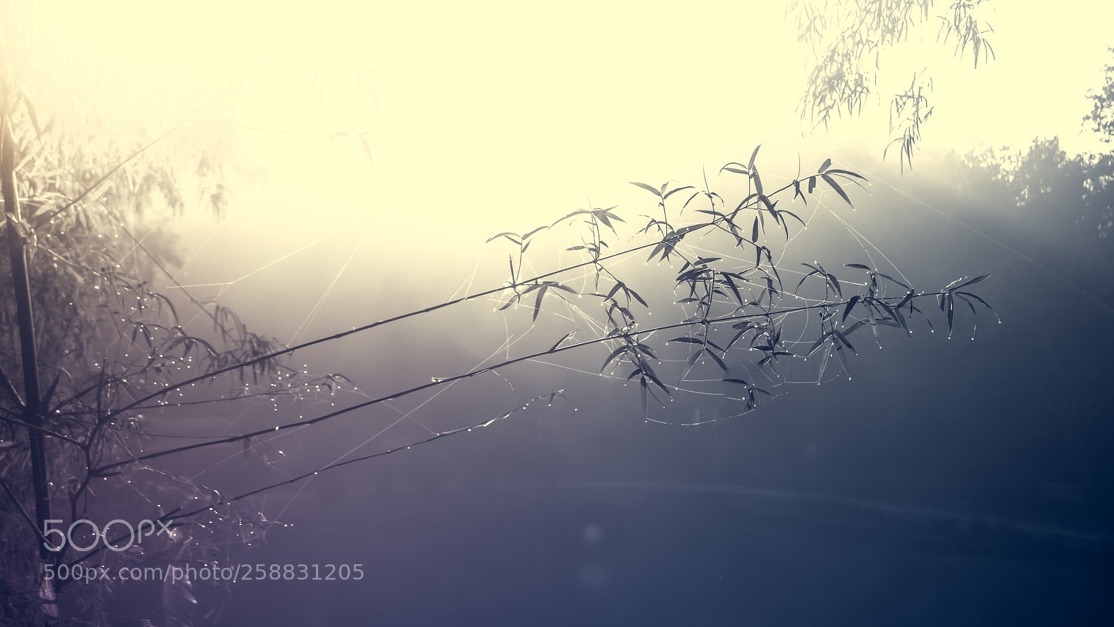 Nikon D3100 sample photo. Bamboo and water drops photography