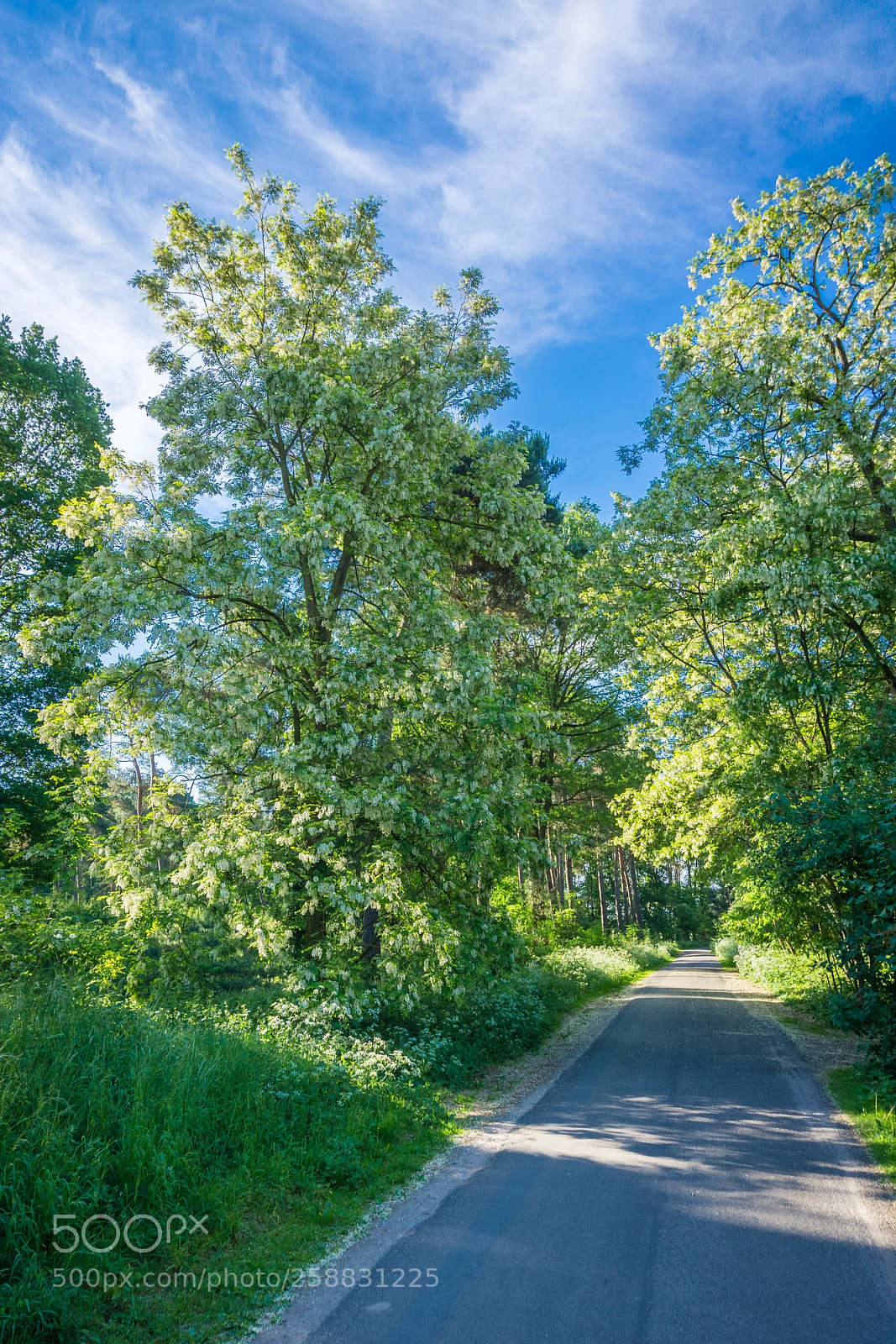 Sony a6000 sample photo. On the way by photography