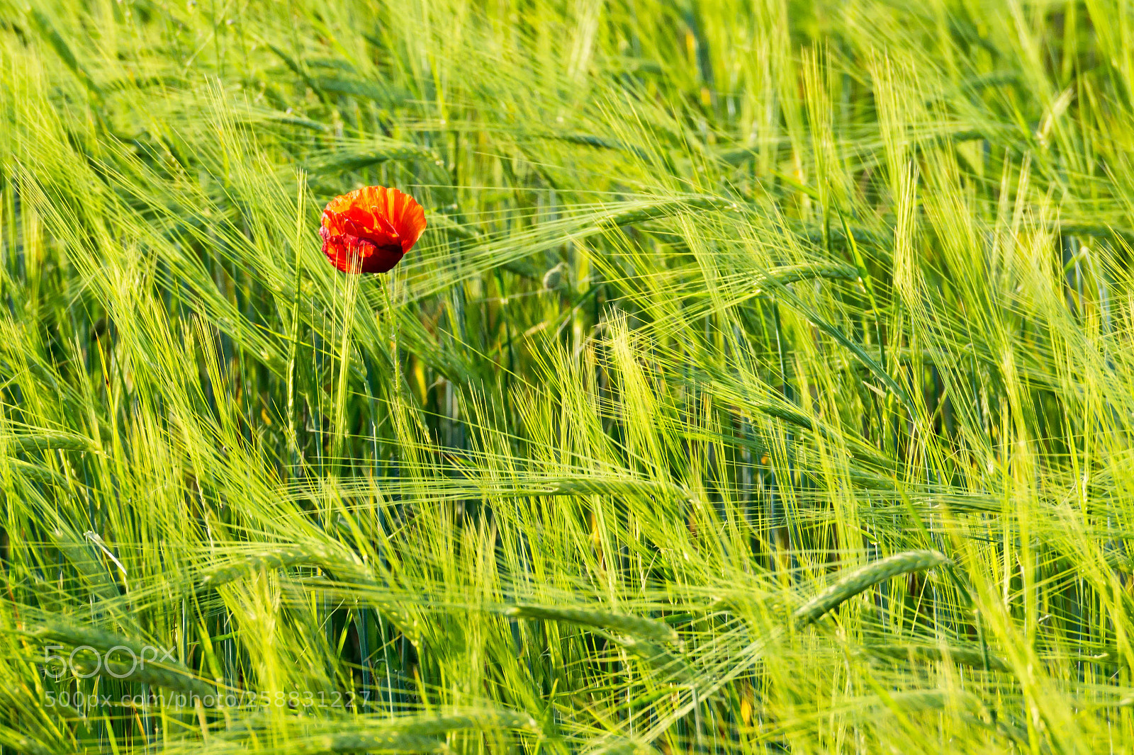 Sony SLT-A58 sample photo. Alone photography