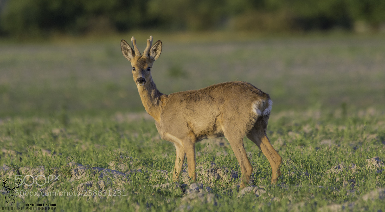 Nikon D7100 sample photo. Who is there? photography