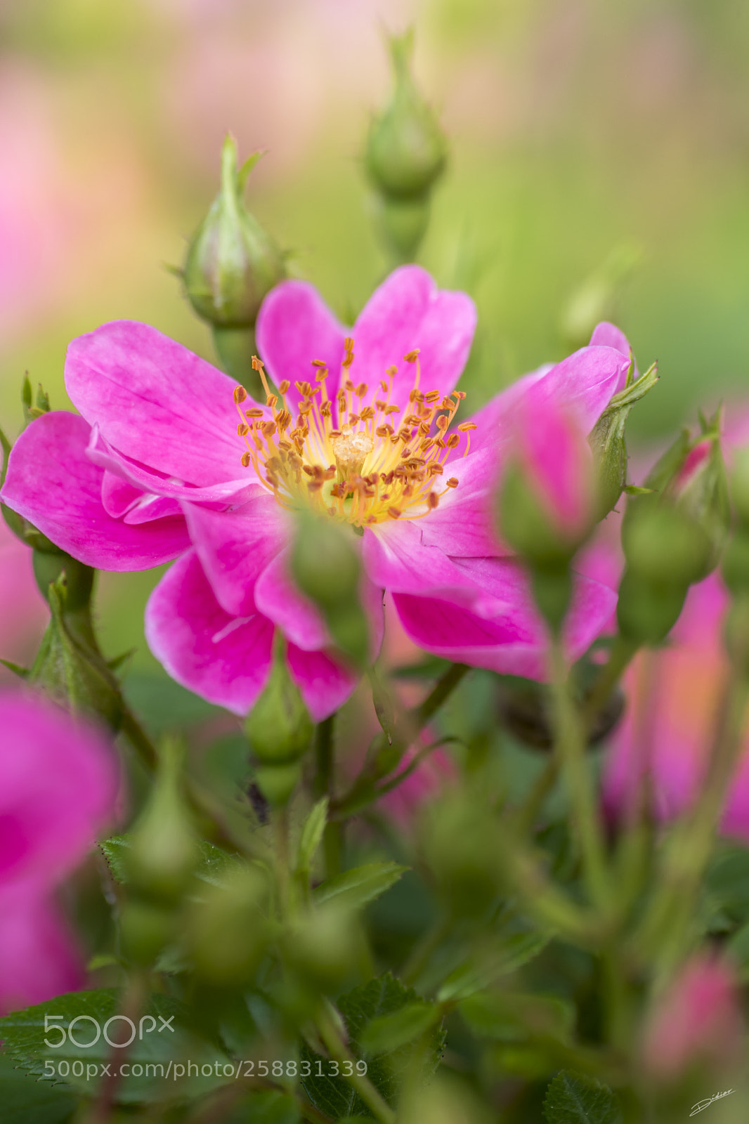 Nikon D5500 sample photo. *** douce rose *** photography