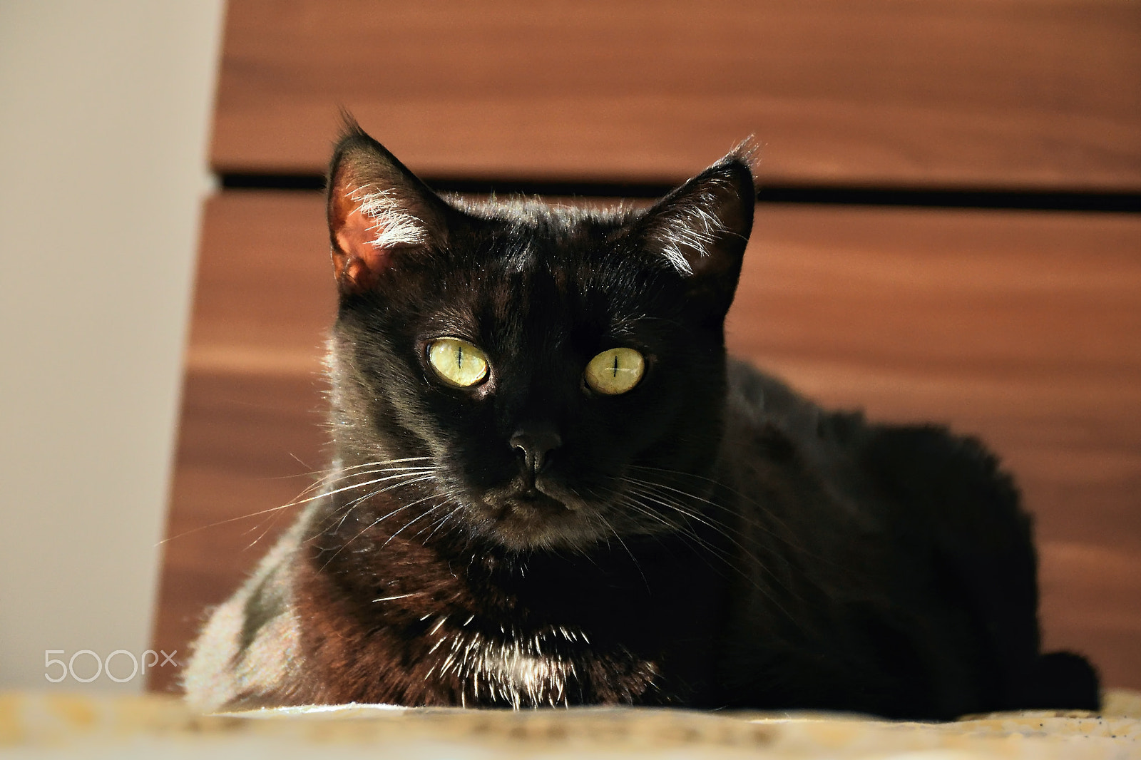 Nikon D5300 sample photo. Chomutov, czech republic - may 13, 2018: black cat named violka is resting on bed in bedroom... photography