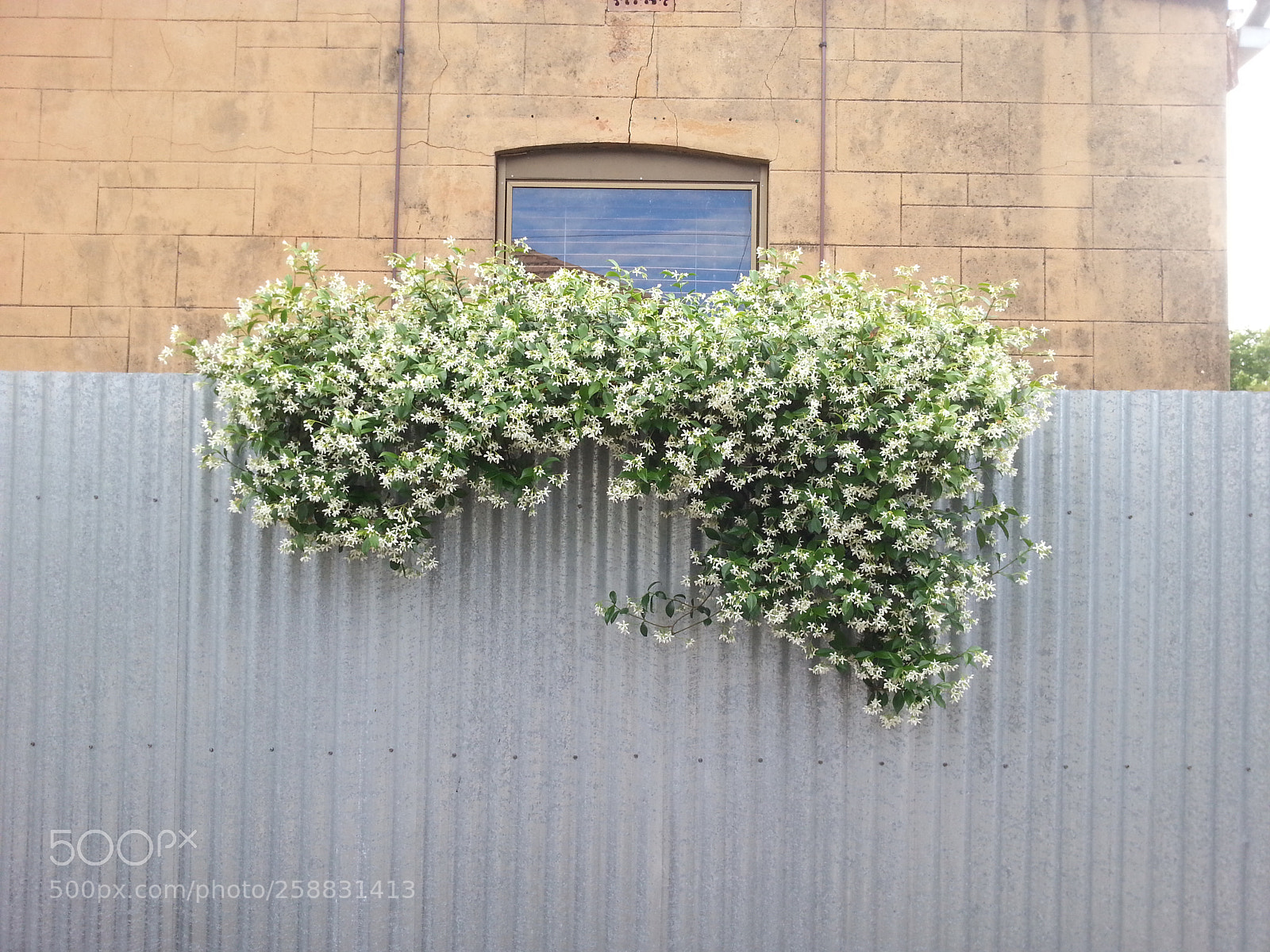 Samsung Galaxy S3 sample photo. Flower fence photography