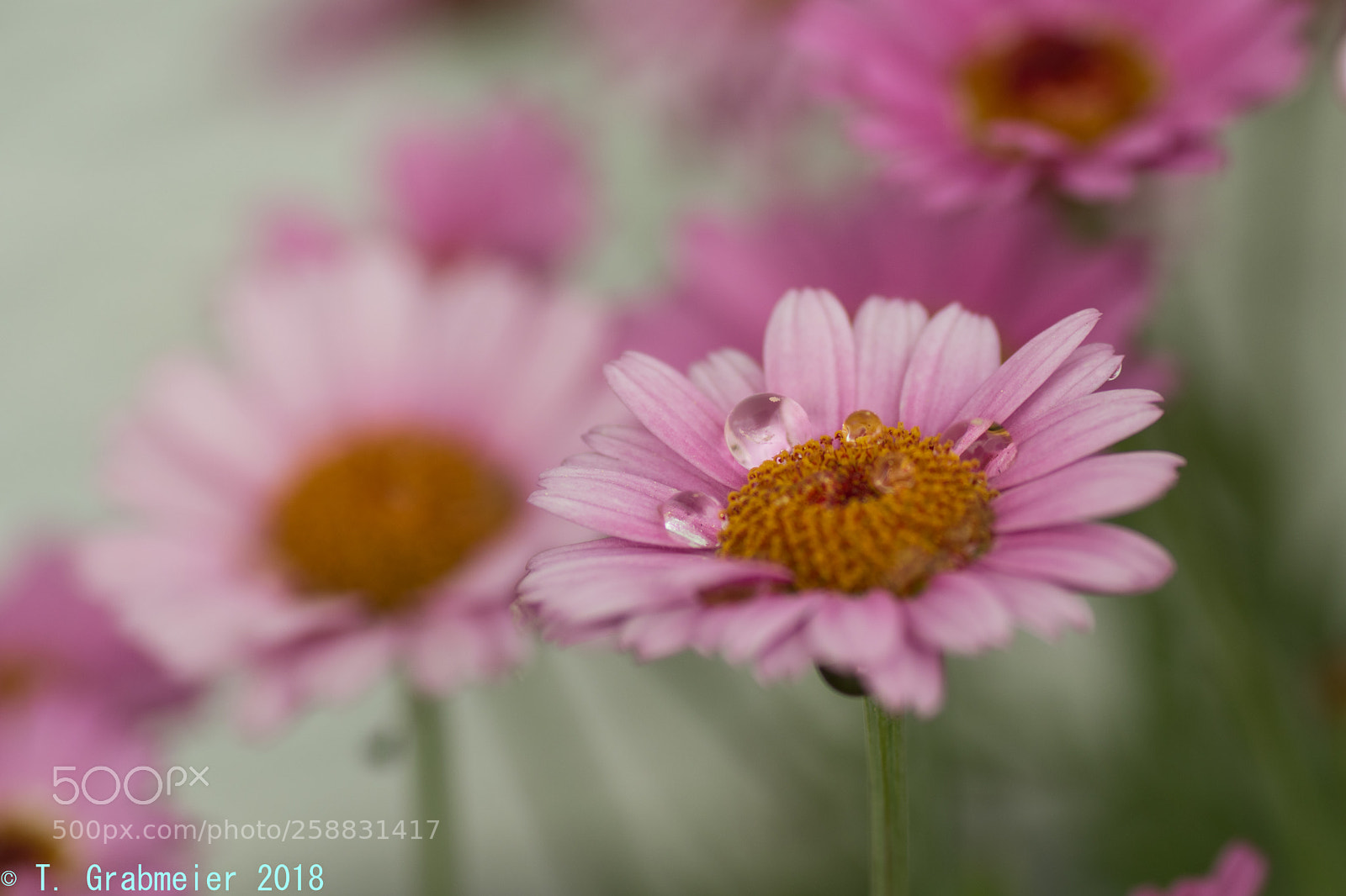 Nikon D5500 sample photo. Dsc photography