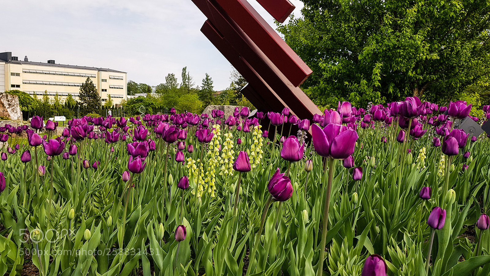 Samsung Galaxy S8 sample photo. Pink tulips in the photography