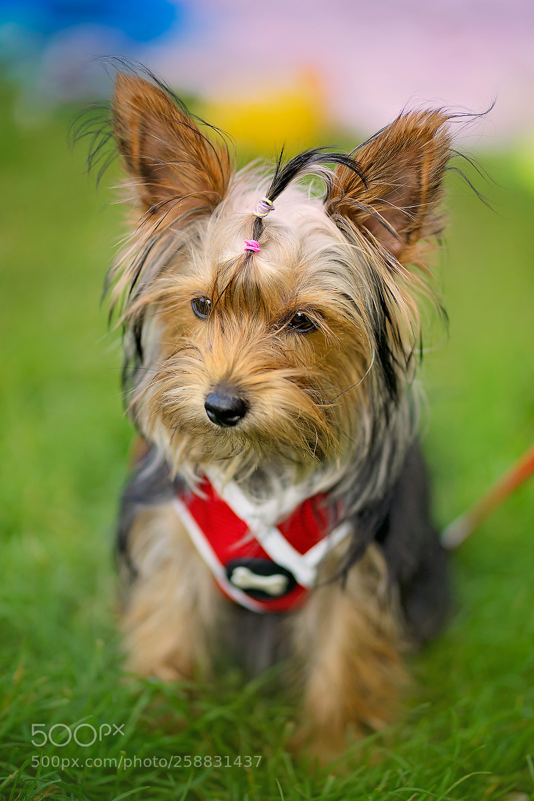 Sony a7 II sample photo. Animal photography photography