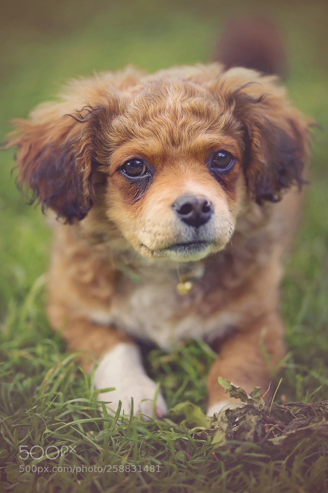 Sony a7 II sample photo. Micutul beethoven! photography