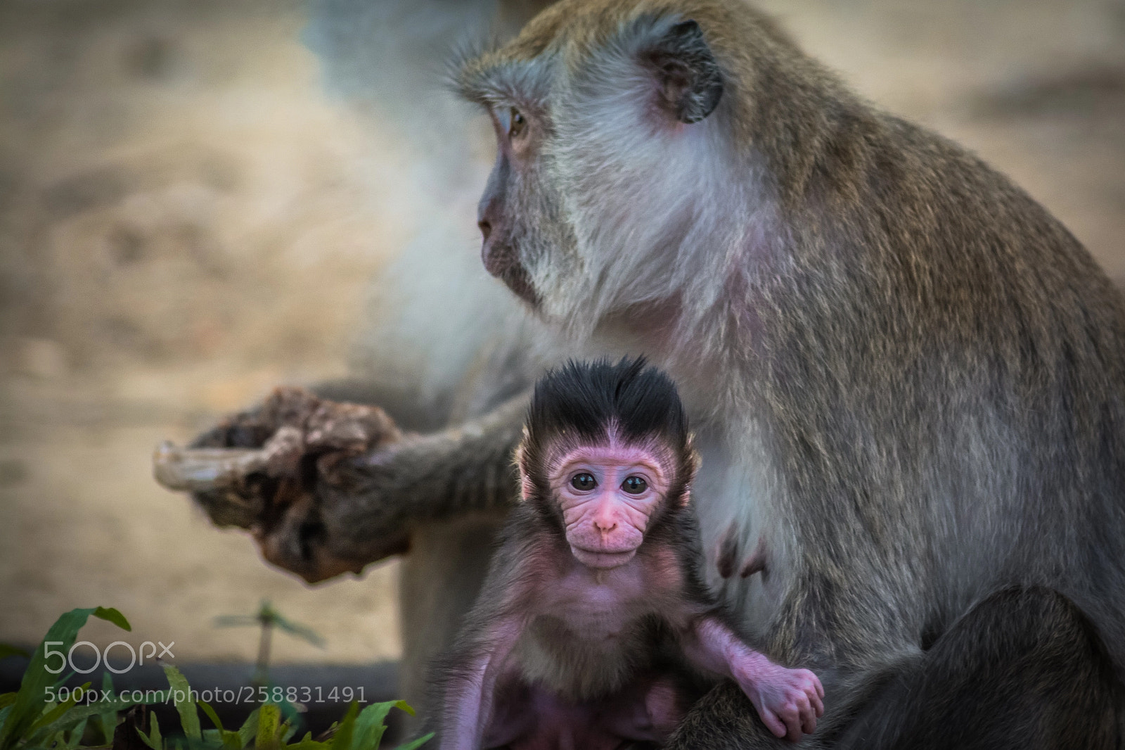 Nikon D7100 sample photo. Mini monkey photography