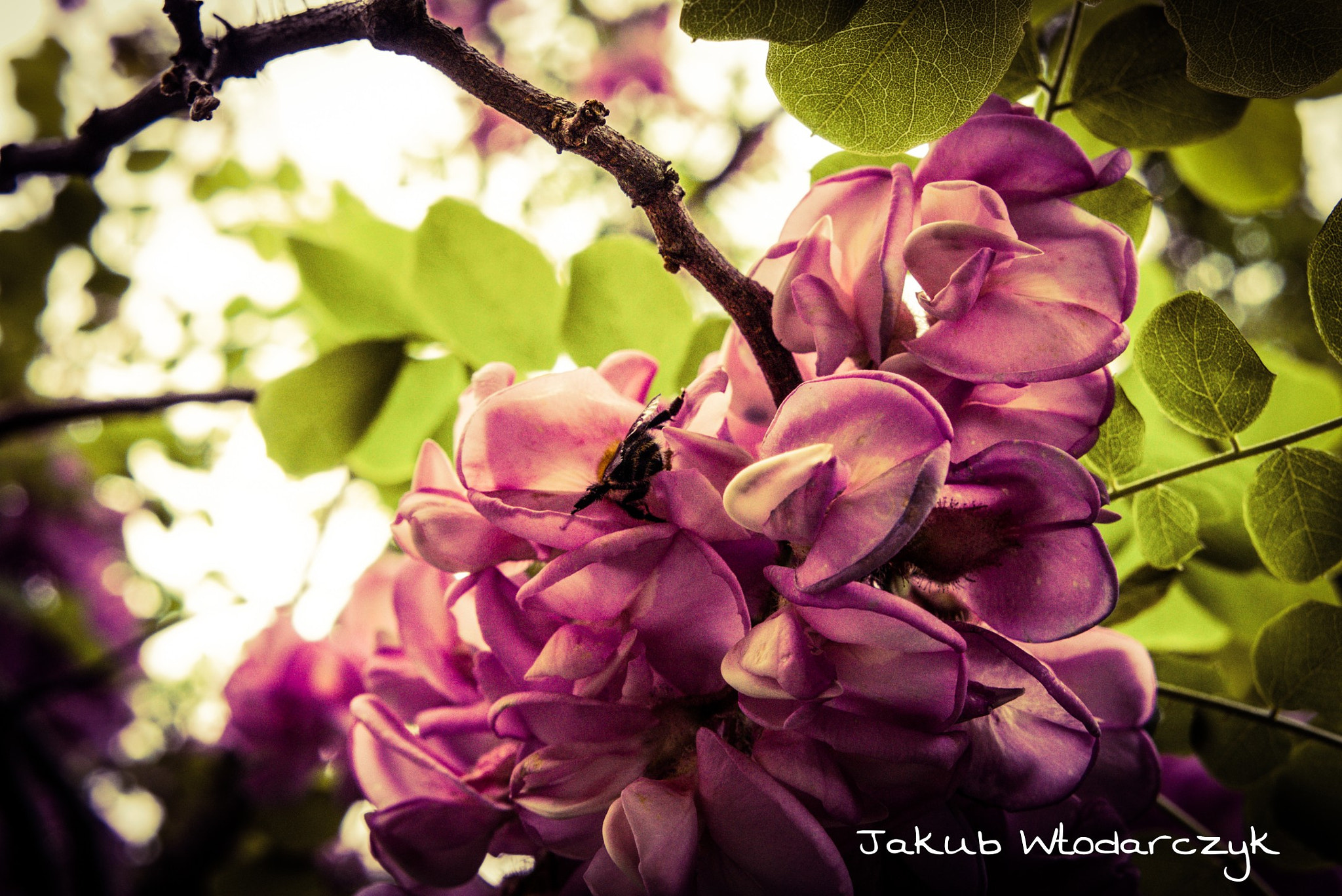 Sony Alpha a3000 sample photo