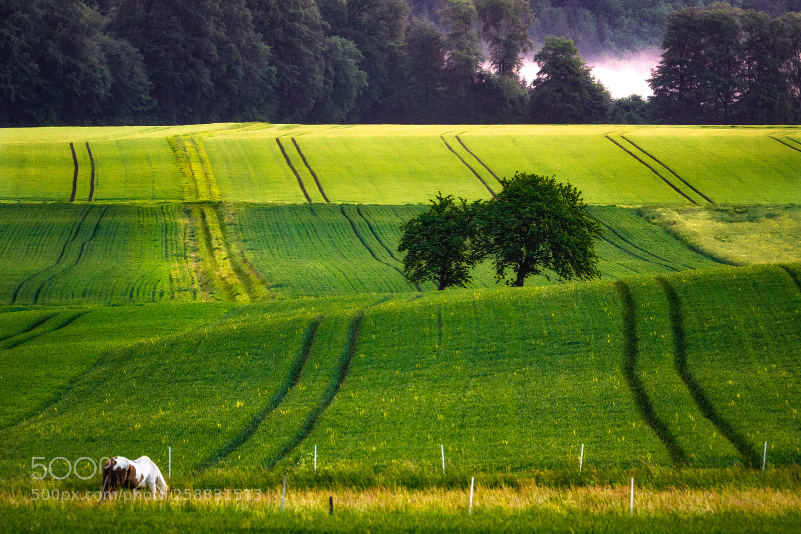 Sony a6000 sample photo. Field photography