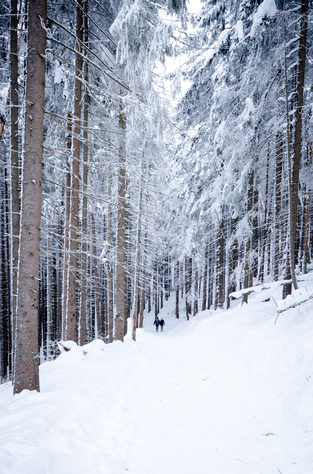 Nikon D7000 sample photo. Winter photography
