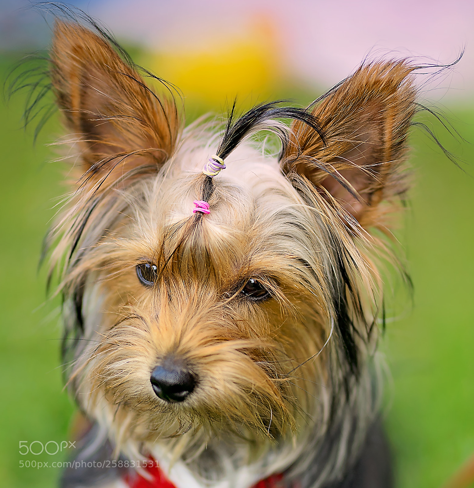 Sony a7 II sample photo. Animal photography photography