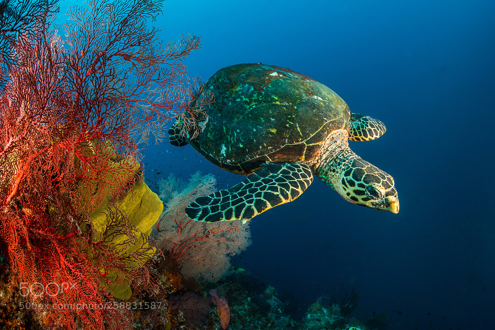 Nikon D810 sample photo. Turtle at coral wall photography