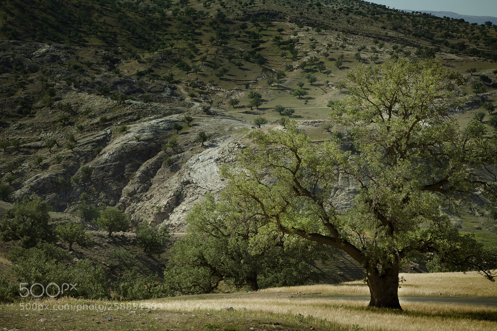 Canon EOS 5D Mark II sample photo. Beautiful zagros photography