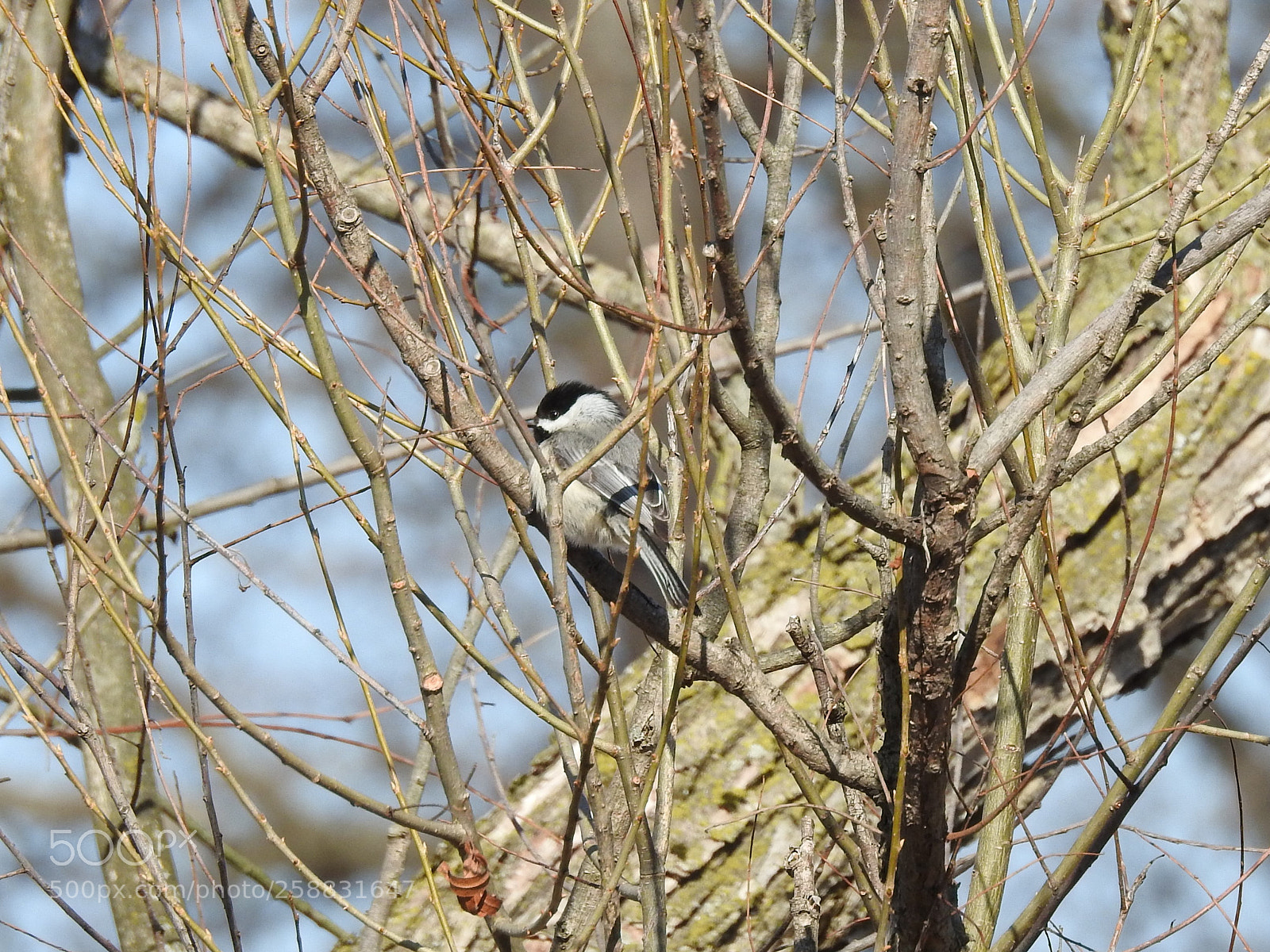 Nikon Coolpix P900 sample photo. Song bird photography