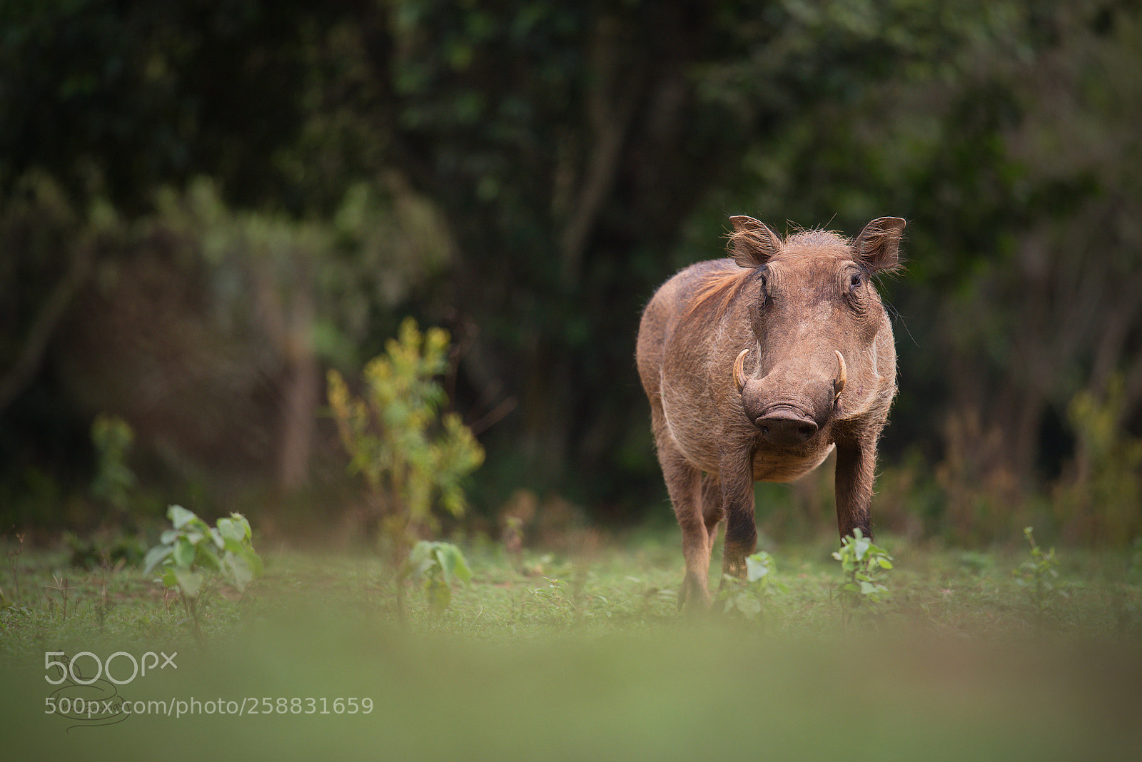 Nikon D750 sample photo. Common warthog (phacochoerus africanus) photography