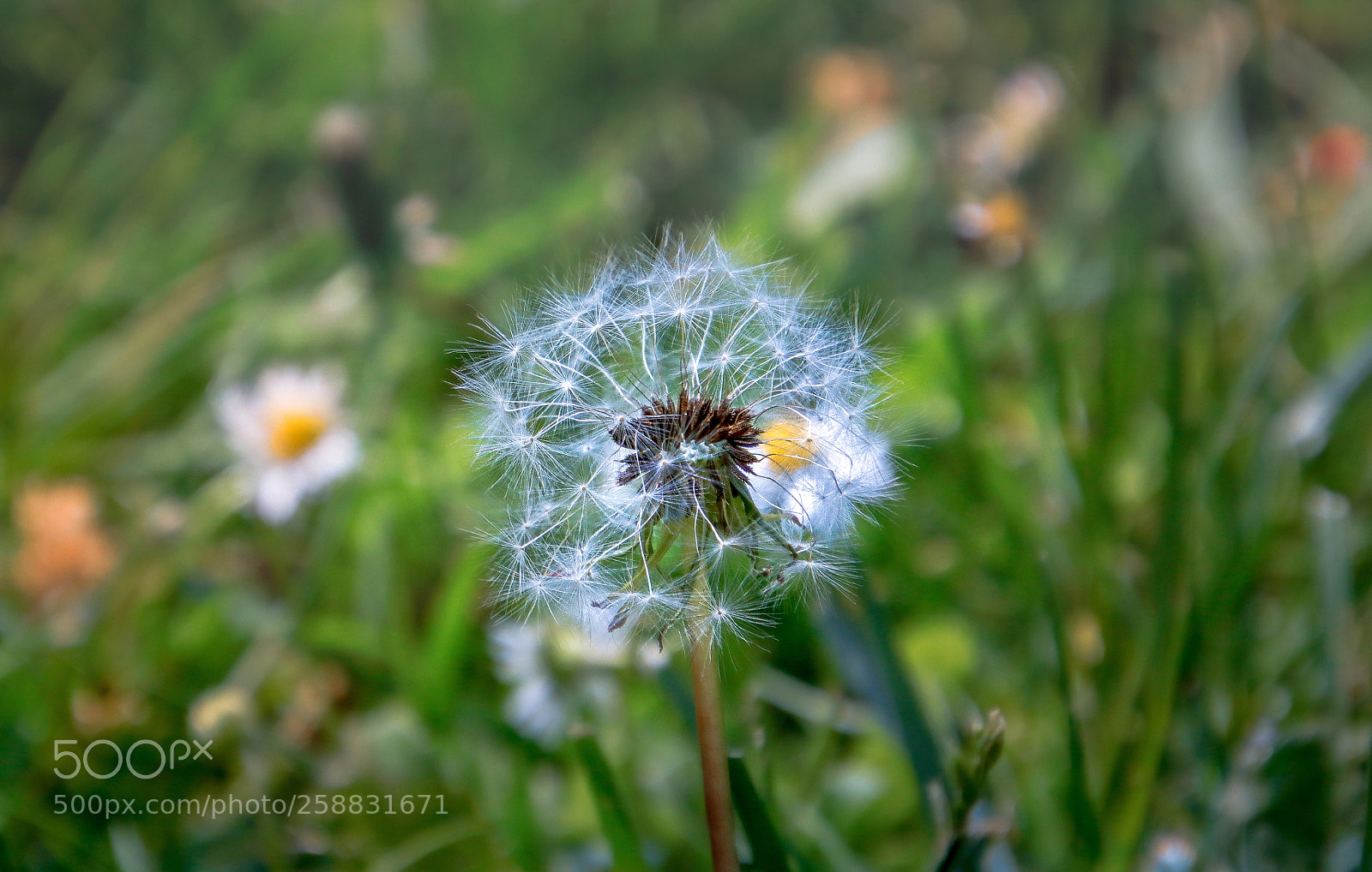 Canon EOS 80D sample photo. Dent-de-lion photography