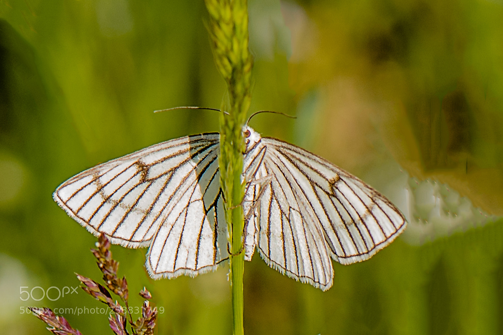Nikon D750 sample photo. Butterfly photography