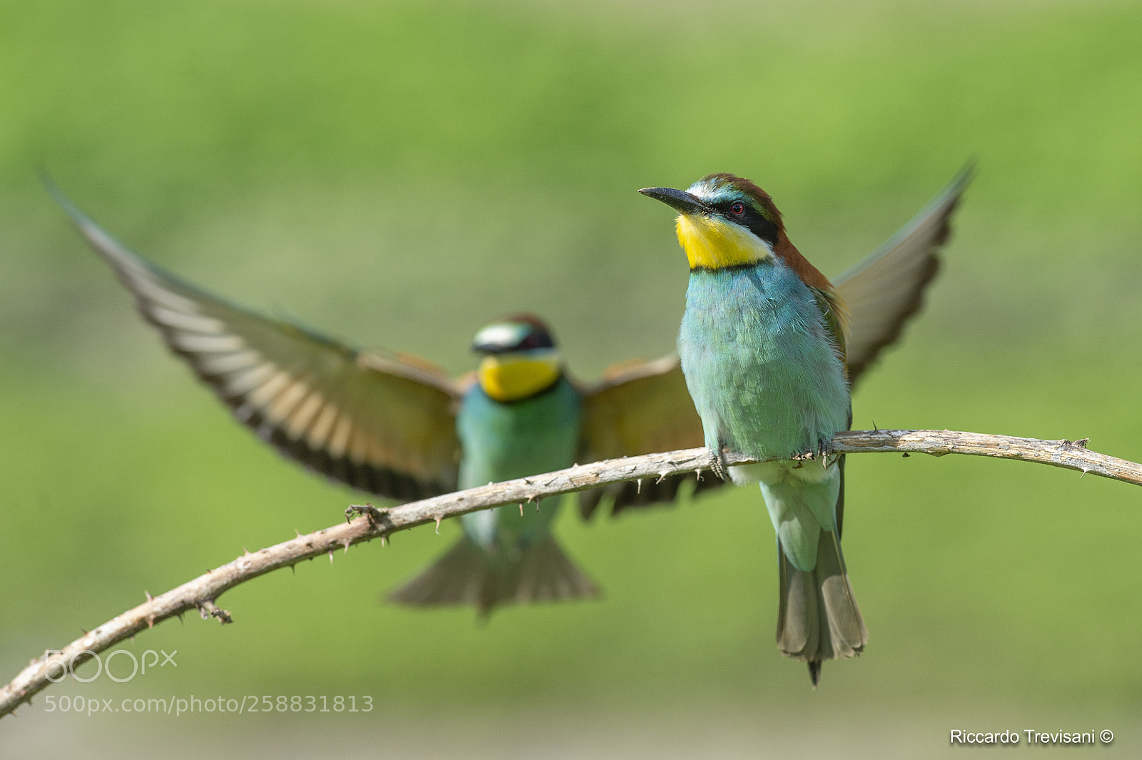 Nikon D4 sample photo. Bee eaters photography