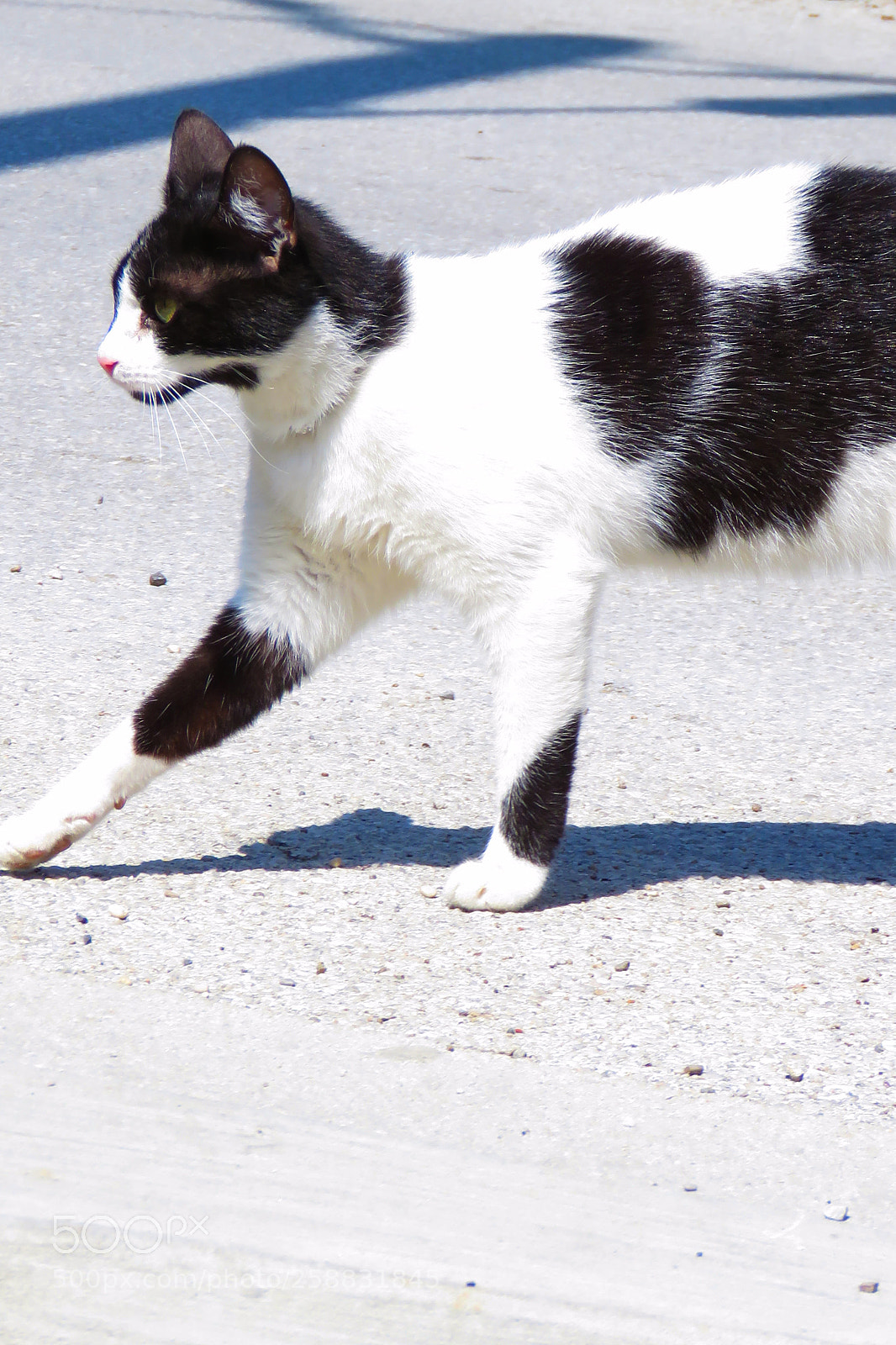 Canon PowerShot SX60 HS sample photo. She wants to be photography