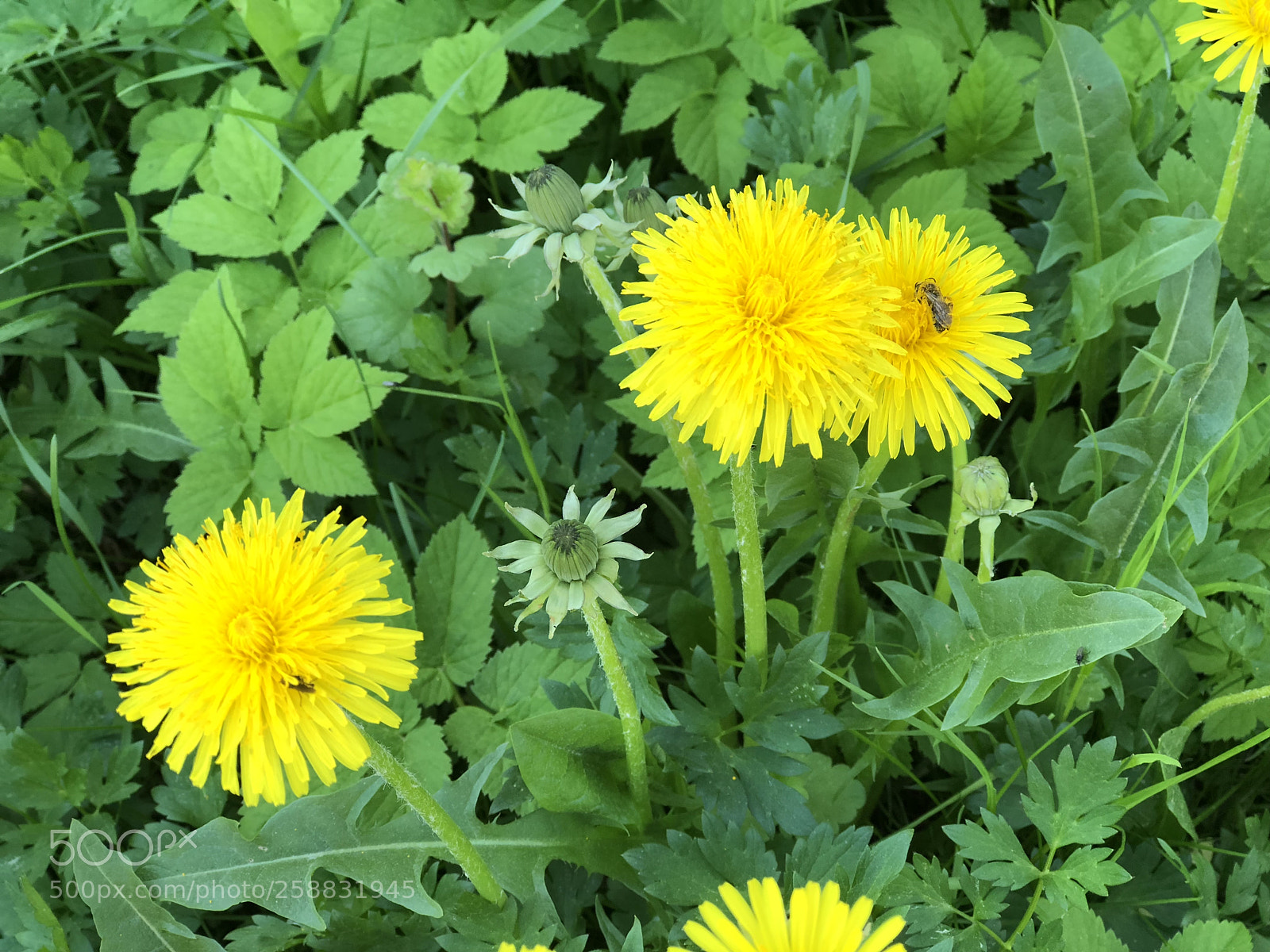 Apple iPhone 8 Plus sample photo. Untitled photography