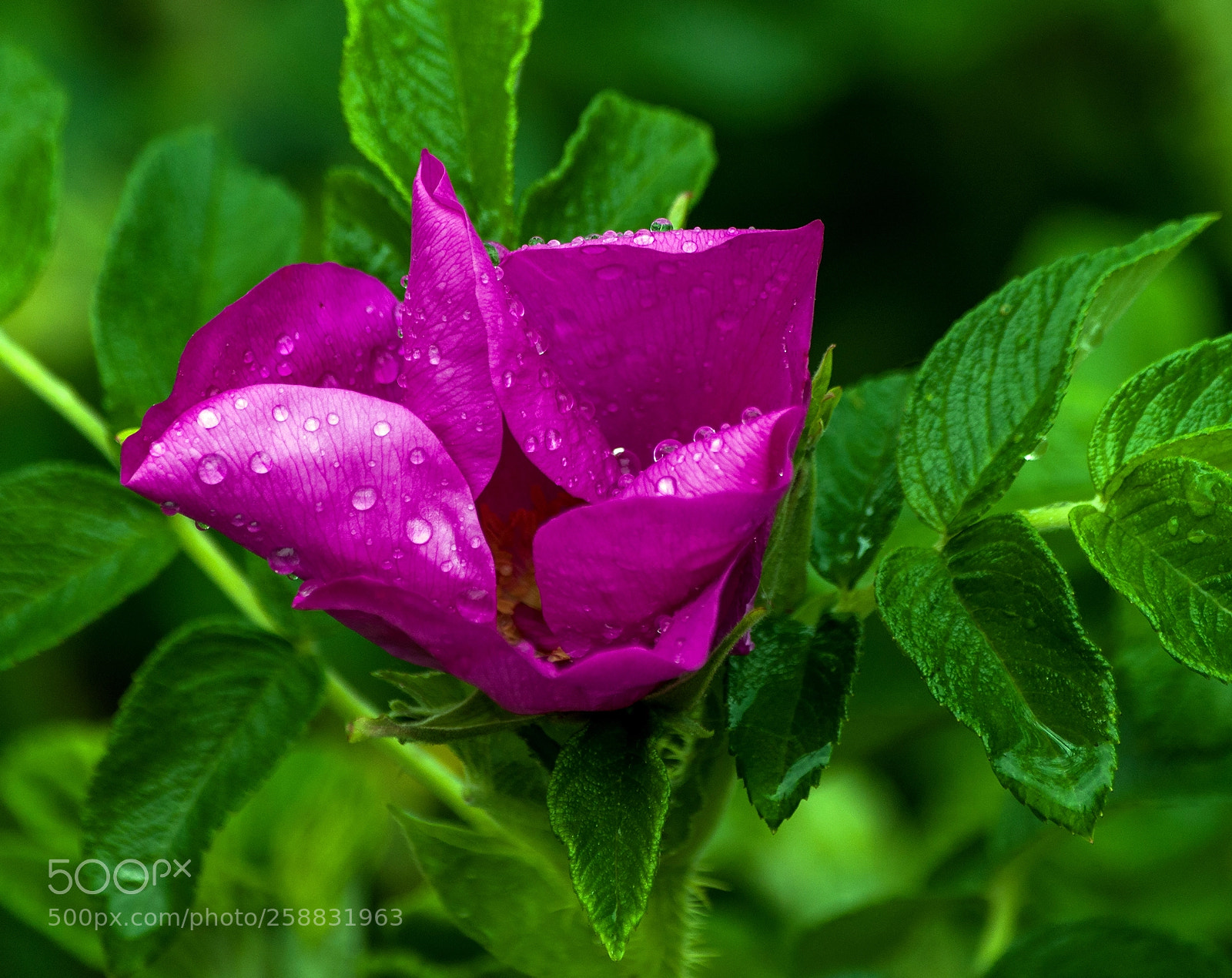 Nikon D90 sample photo. After the rain photography