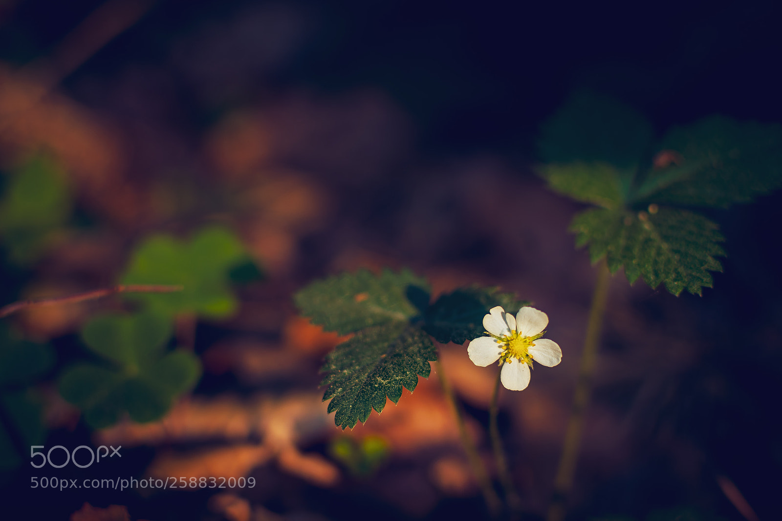 Nikon D5300 sample photo. Wild strawberry photography