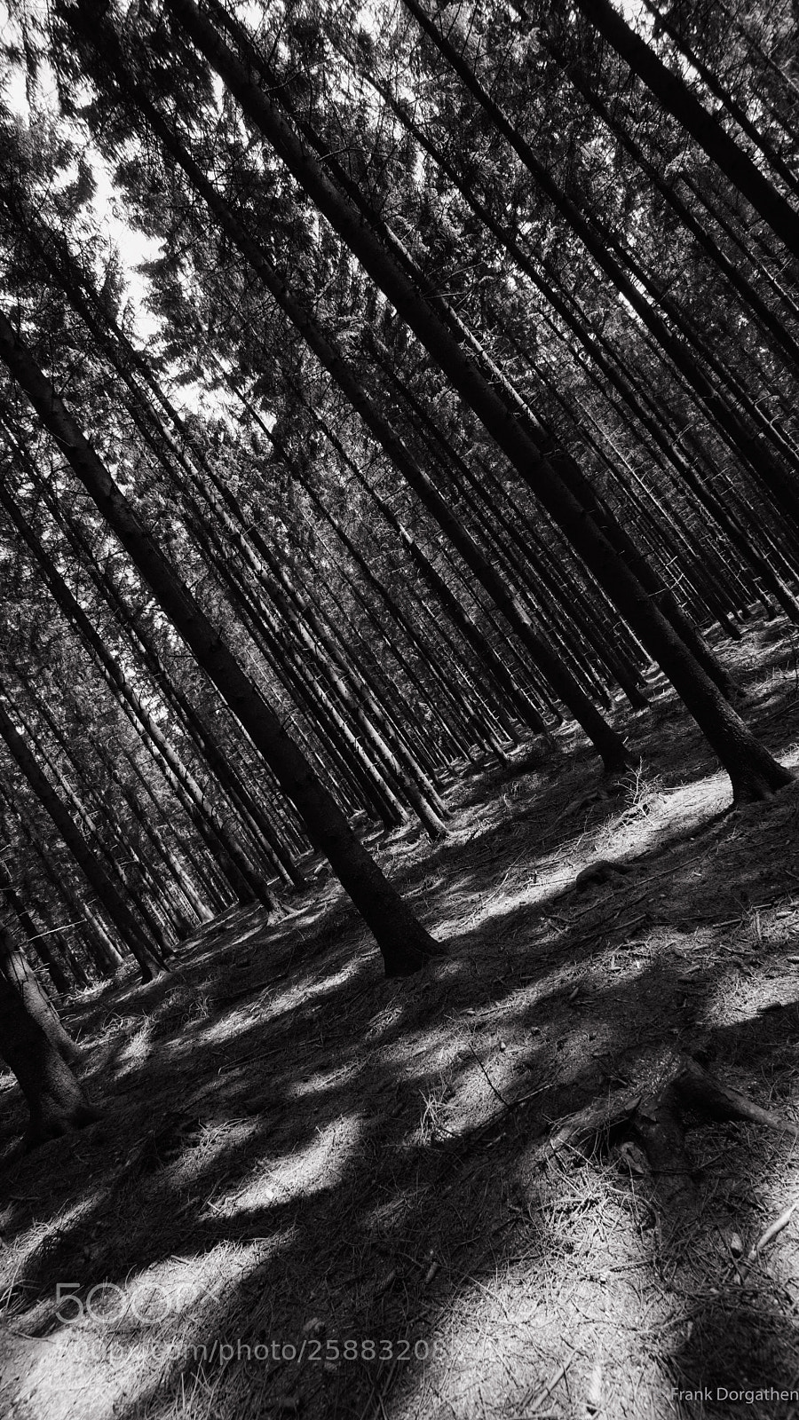 Sony a6000 sample photo. Deep forest photography
